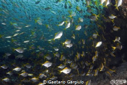 Fish-storm by Gaetano Gargiulo 